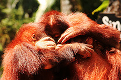 monkey family hug.jpg