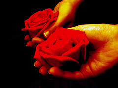 romance-giving-rose-hands.jpg