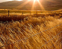 amber-waves-wheat-fields.jpg