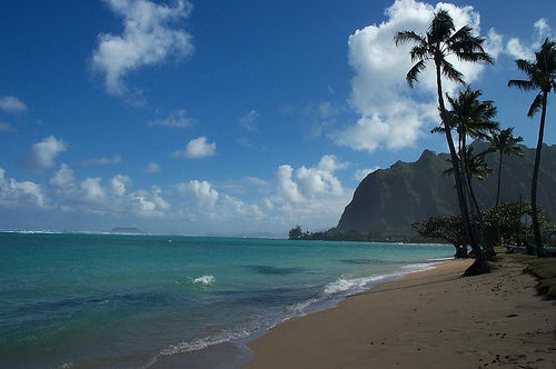 http://www.thehappyrock.com/wp-content/uploads/2007/10/hawaii-island-palm-trees.jpg