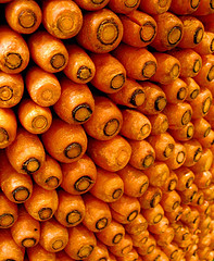 wall-of-carrots.jpg