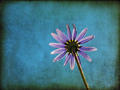 simple-flower.jpg