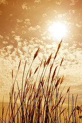 wheat-sun-field-dreams.jpg