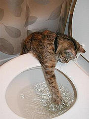 cat-playing-in-toilet